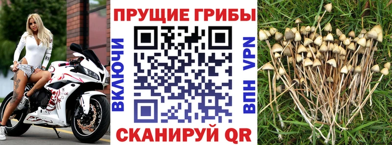магазин    Киренск  Псилоцибиновые грибы Psilocybine cubensis 